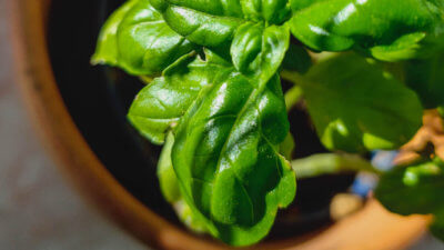A Beginner’s Guide to Creating an Herb Garden in Your Sunroom